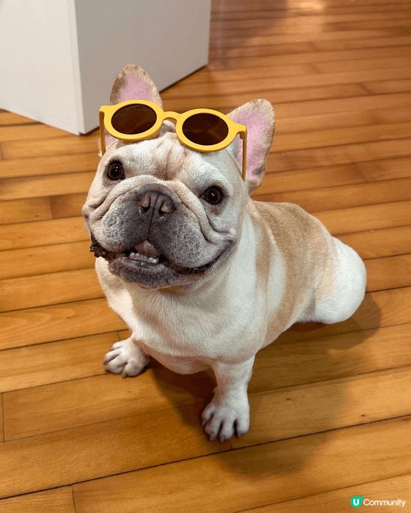 一有機會就會帶狗狗周圍去玩，除咗做陪食專員一齊食飯，仲會去海...