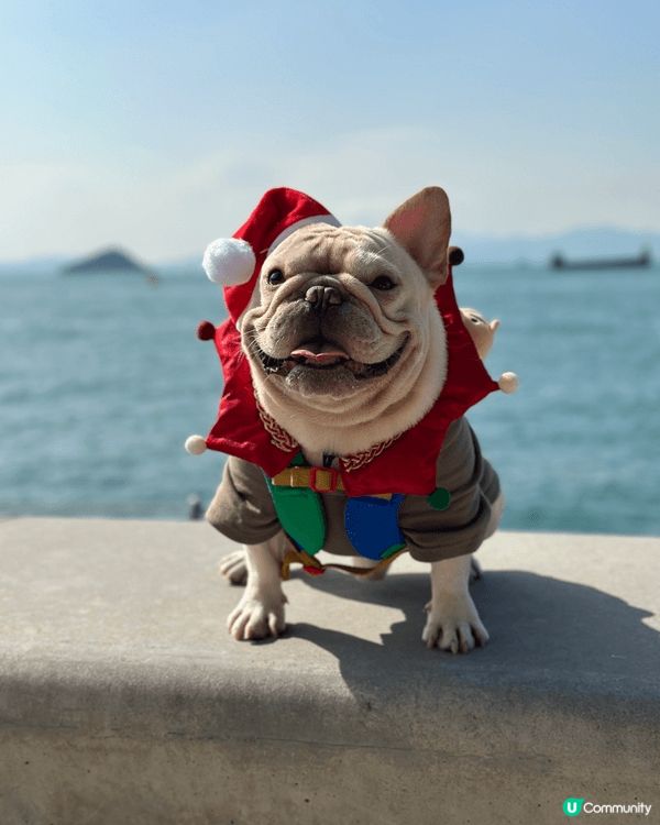 一有機會就會帶狗狗周圍去玩，除咗做陪食專員一齊食飯，仲會去海...