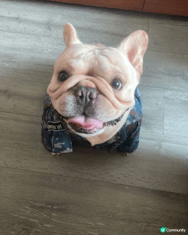 佢係一隻腳板好粗糙嘅肥豬