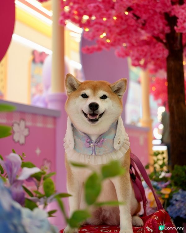 🌸 新春櫻花鐵道之旅 🚃