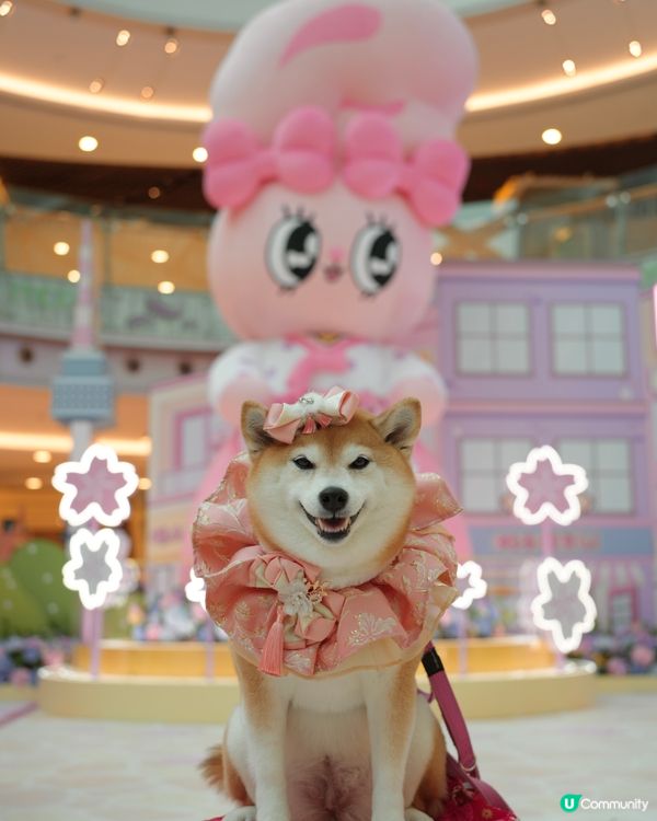 🌸 新春櫻花鐵道之旅 🚃