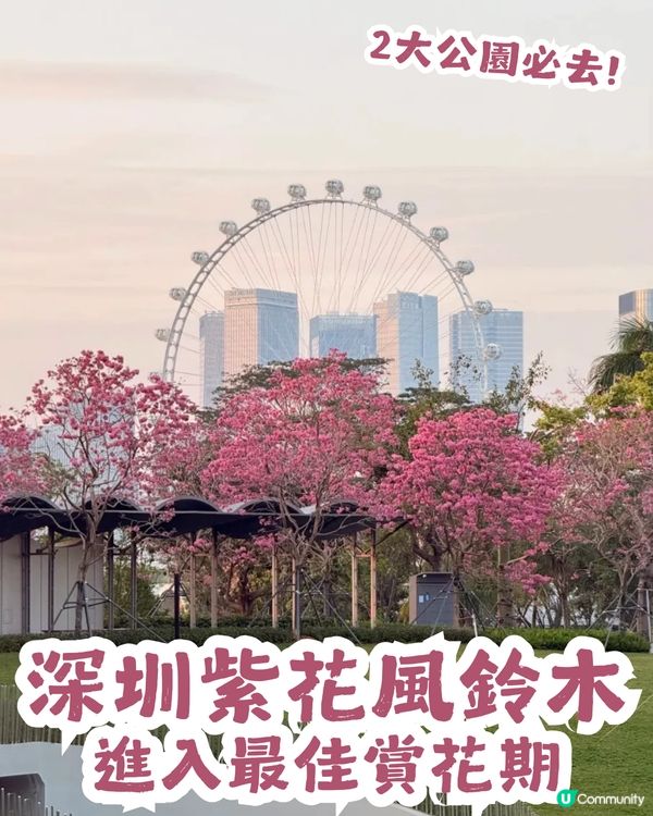 深圳紫花風鈴木進入最佳賞花期🌸2大公園必去