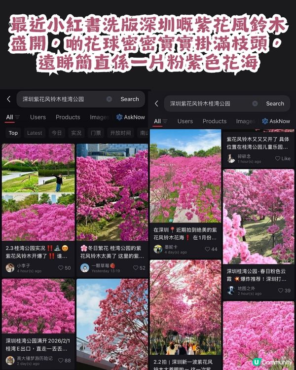 深圳紫花風鈴木進入最佳賞花期🌸2大公園必去