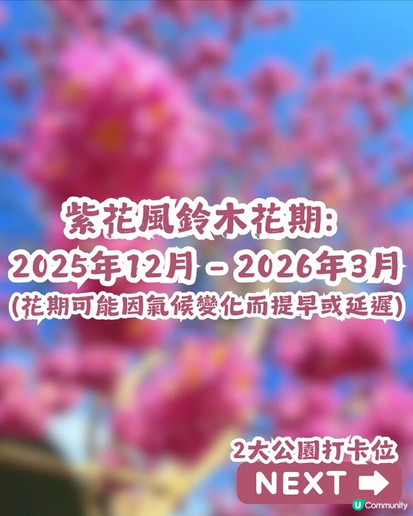 深圳紫花風鈴木進入最佳賞花期🌸2大公園必去