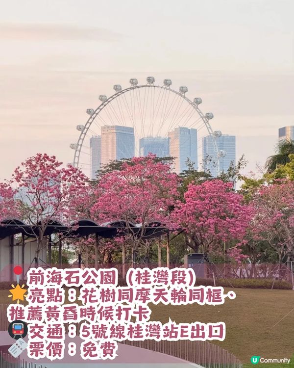 深圳紫花風鈴木進入最佳賞花期🌸2大公園必去