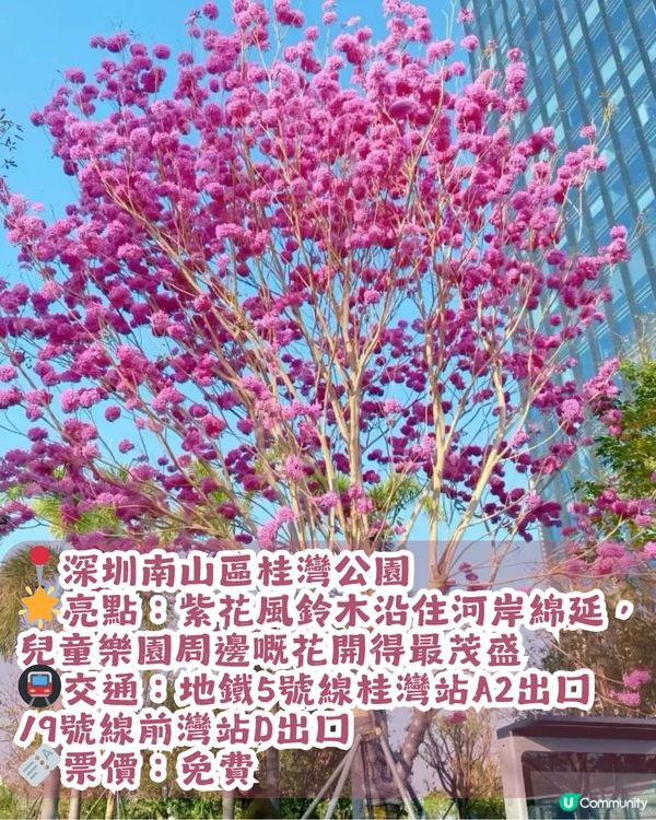 深圳紫花風鈴木進入最佳賞花期🌸2大公園必去