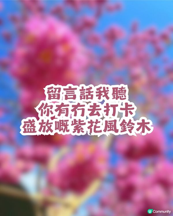 深圳紫花風鈴木進入最佳賞花期🌸2大公園必去