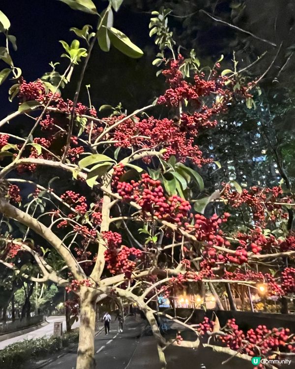 幽靜雅致的夜景