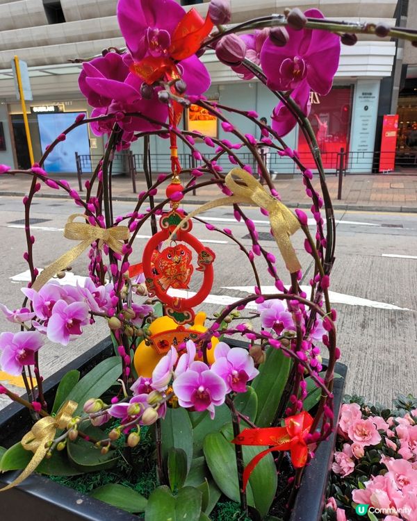 花開富貴迎春福