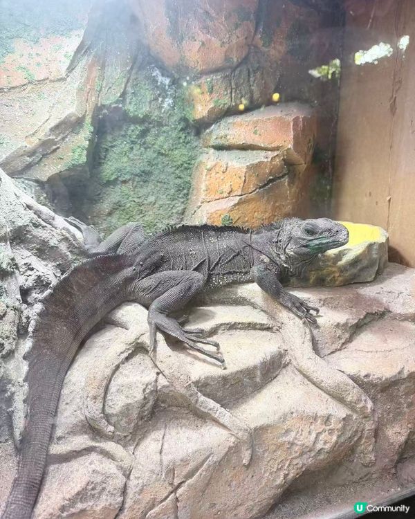 深圳動物園一日遊！親子必去！ 🤩