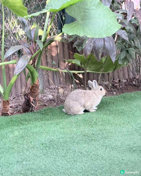 深圳動物園一日遊！親子必去！ 🤩