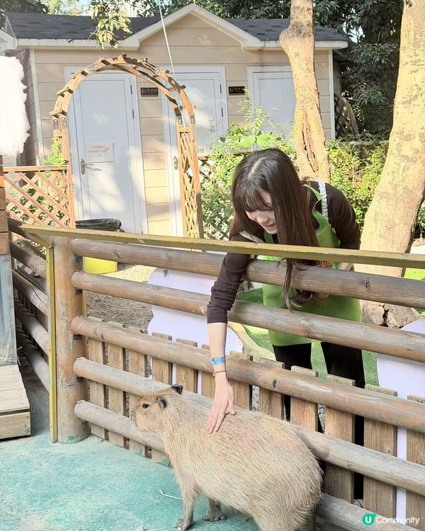 深圳動物園一日遊！親子必去！ 🤩