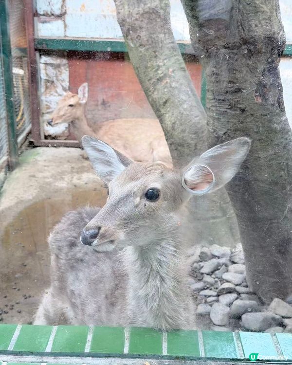 深圳動物園一日遊！親子必去！ 🤩