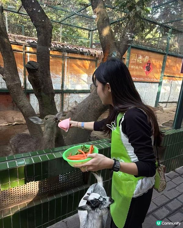 深圳動物園一日遊！親子必去！ 🤩