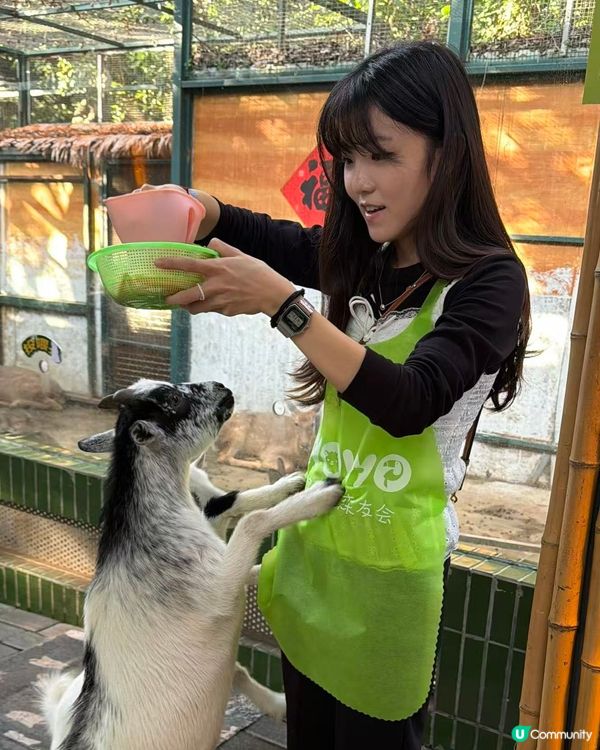 深圳動物園一日遊！親子必去！ 🤩