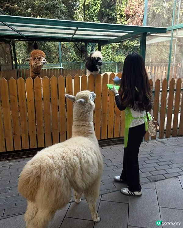 深圳動物園一日遊！親子必去！ 🤩