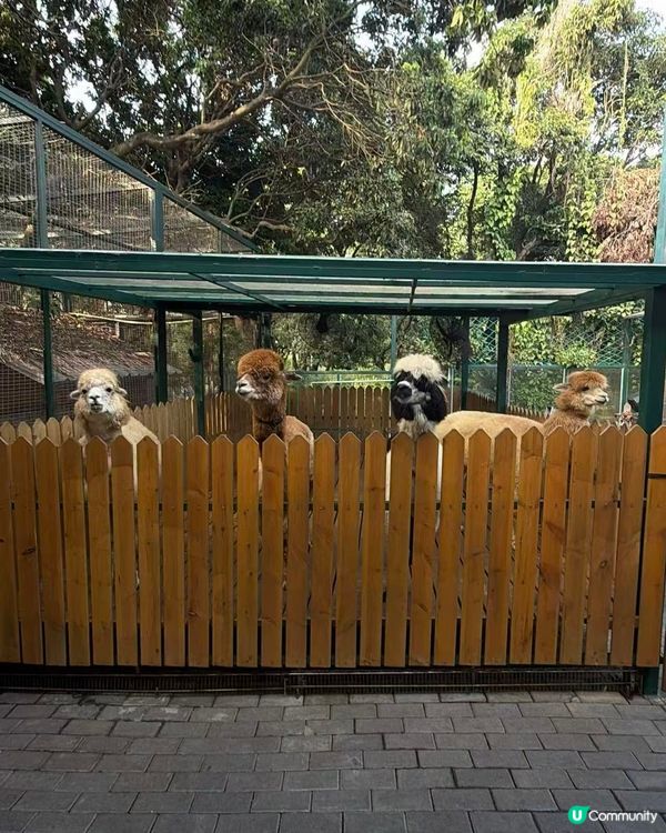 深圳動物園一日遊！親子必去！ 🤩