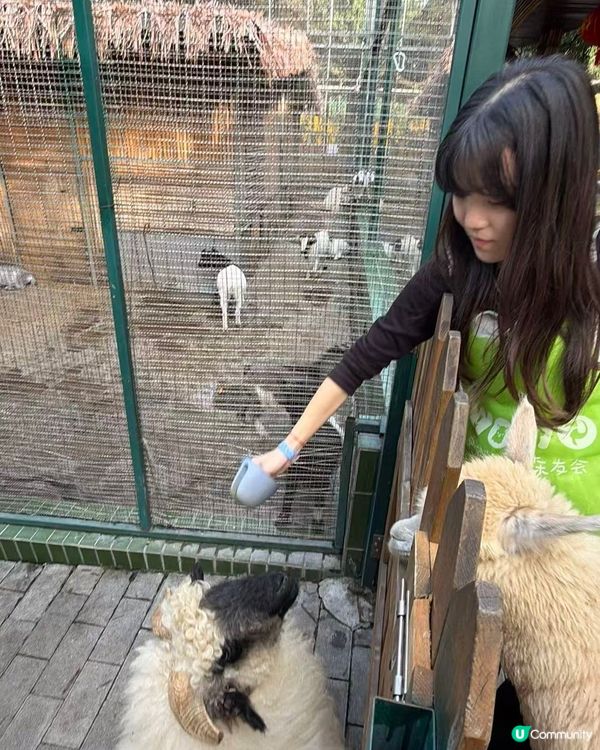 深圳動物園一日遊！親子必去！ 🤩