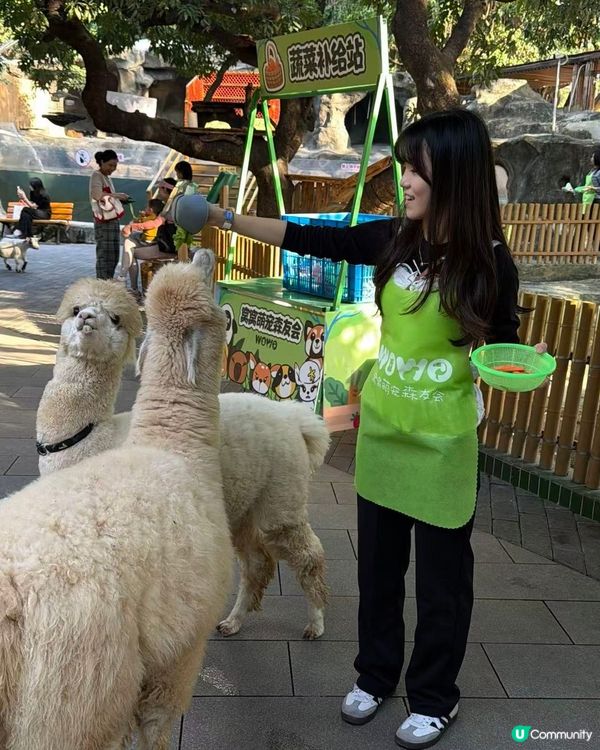 深圳動物園一日遊！親子必去！ 🤩