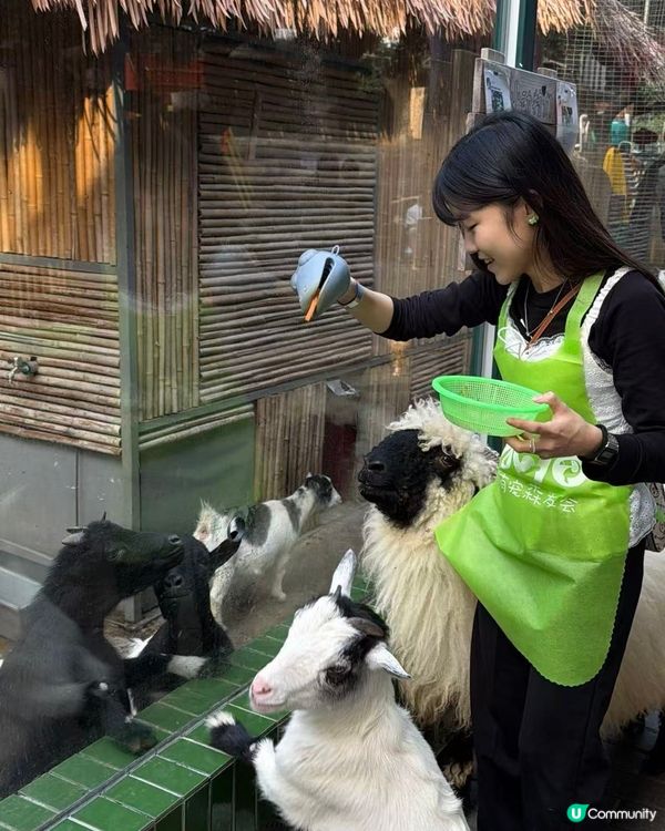 深圳動物園一日遊！親子必去！ 🤩