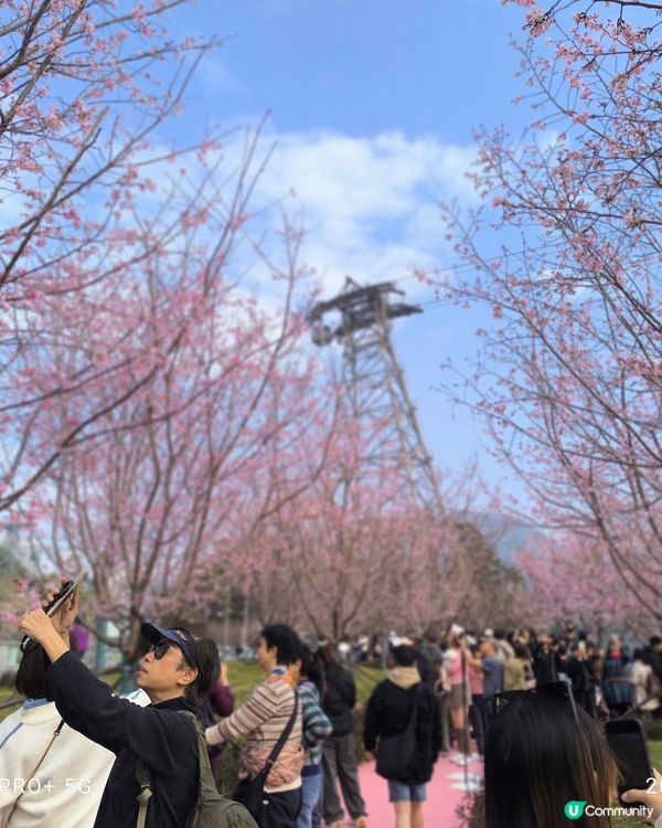 東涌櫻花公園賞花