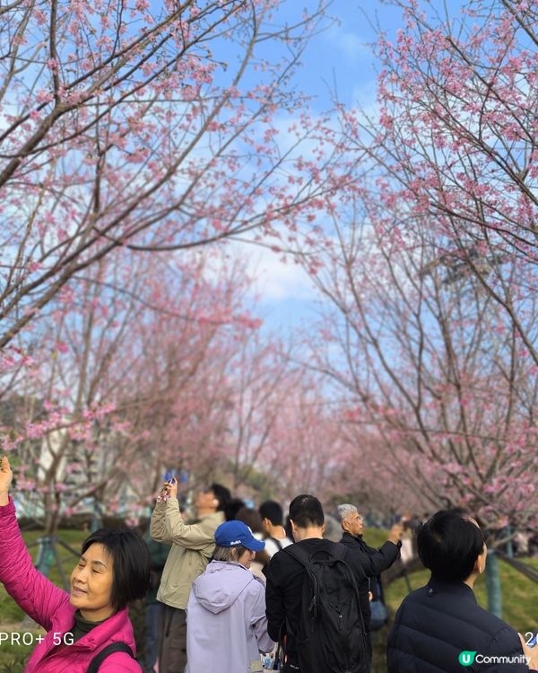 東涌櫻花公園賞花