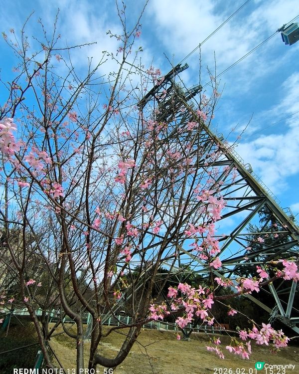 東涌櫻花公園賞花