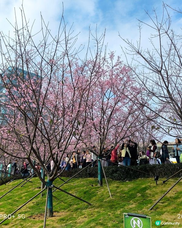 東涌櫻花公園賞花