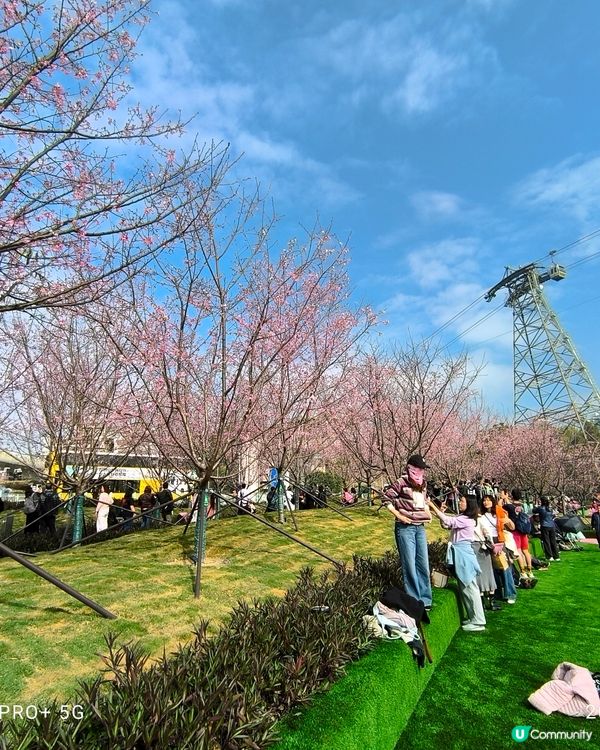東涌櫻花公園賞花