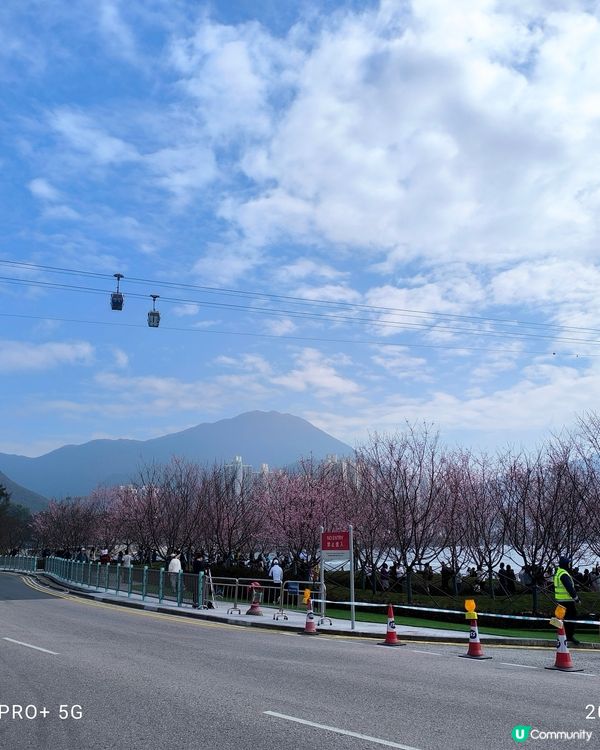 東涌櫻花公園賞花