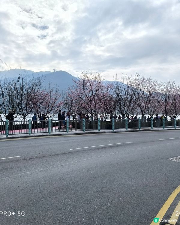 東涌櫻花公園賞花