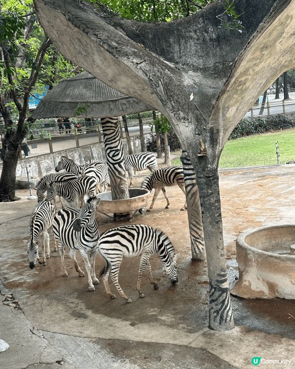 香港文華酒店自助晚餐，食物超新鮮好有水準，連平時唔會食嘅麵包...