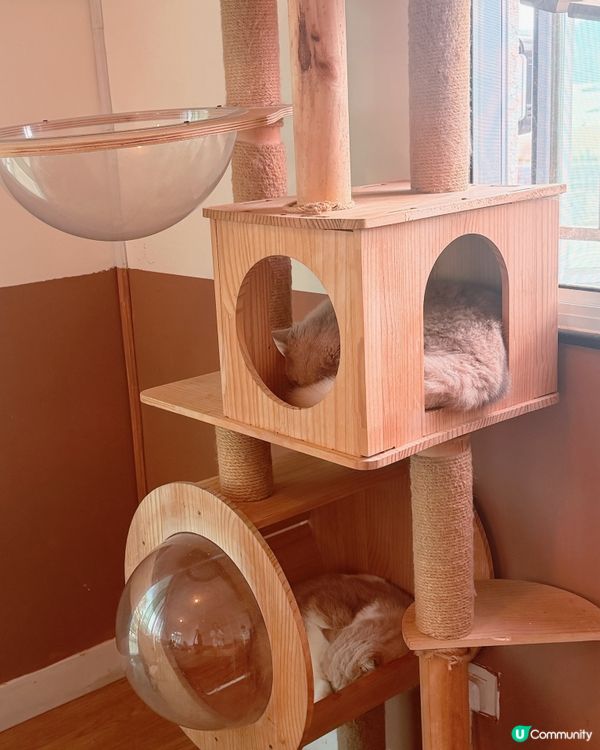 大埔龍尾灘放空喵喵cafe💚打卡180度海景🌊