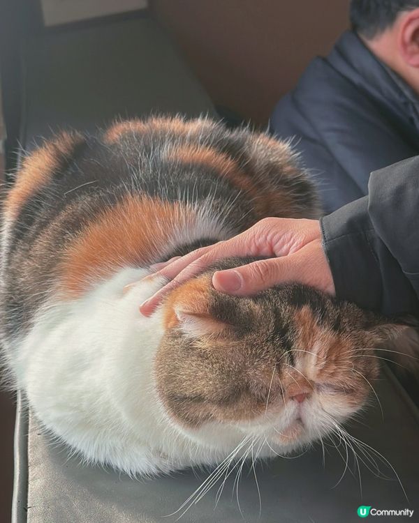 大埔龍尾灘放空喵喵cafe💚打卡180度海景🌊