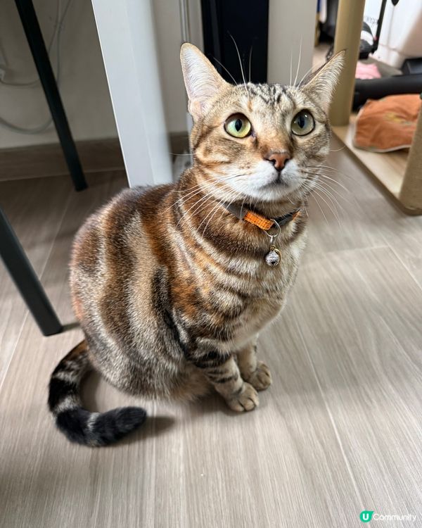 支持領養貓咪💗