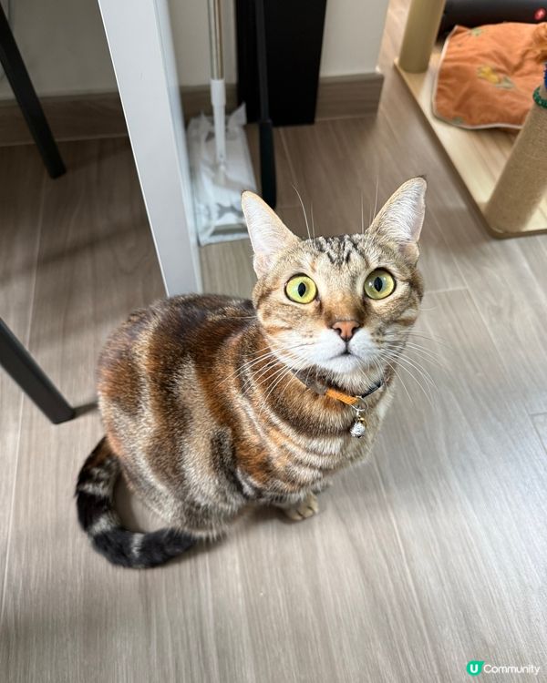 支持領養貓咪💗