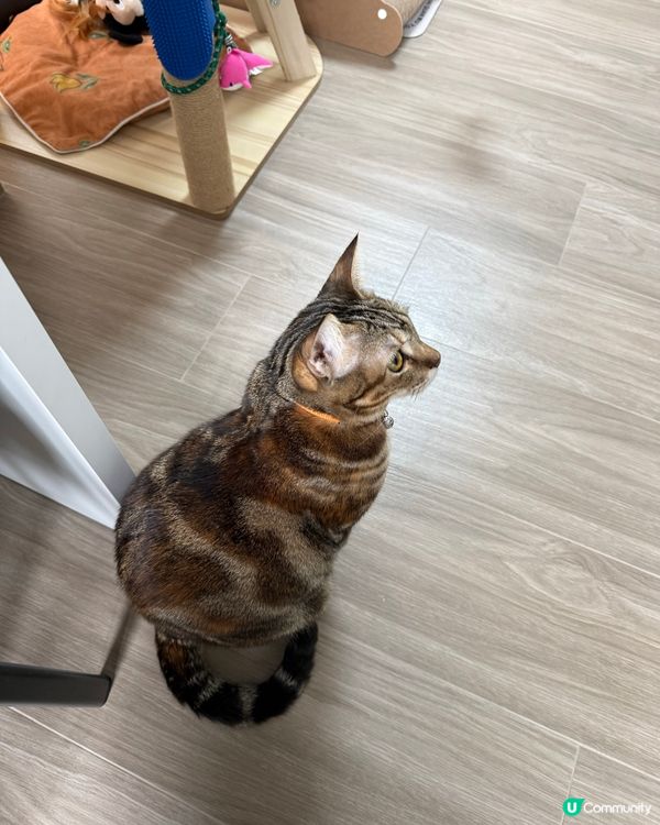 支持領養貓咪💗