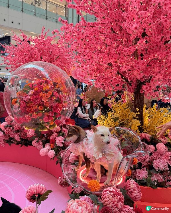 呢啲係我喺香港年宵花市打卡嘅靚相，有滿滿嘅桃花、年花同賀年裝...