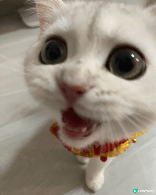 農曆新年緊係帶埋隻貓貓去打卡，仲有拜年，𢭃番十封八封利是，幫...