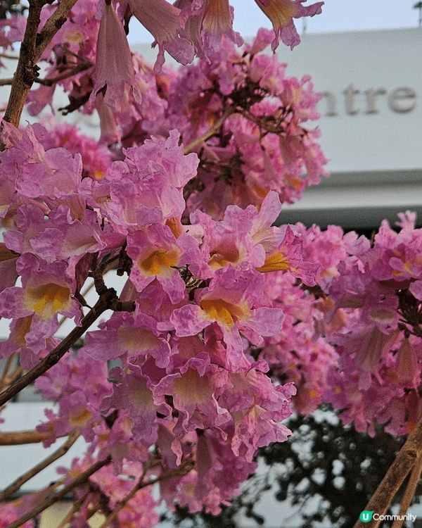 估唔到 西環都會有 新年嘅花雖然我唔係太清楚佢係乜嘢嘅花但係...