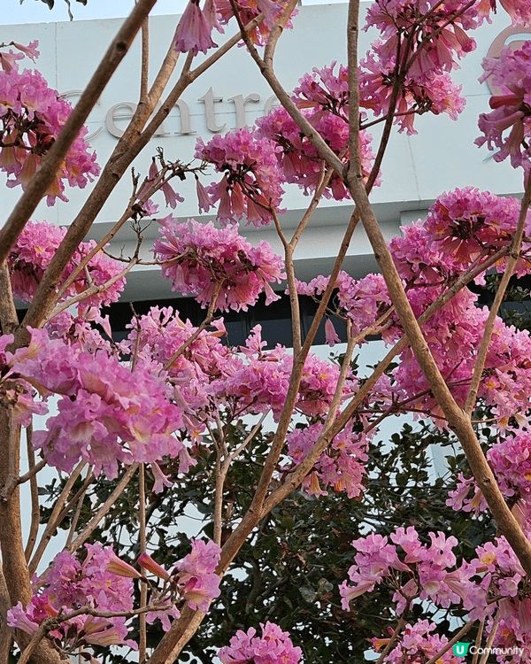估唔到 西環都會有 新年嘅花雖然我唔係太清楚佢係乜嘢嘅花但係...
