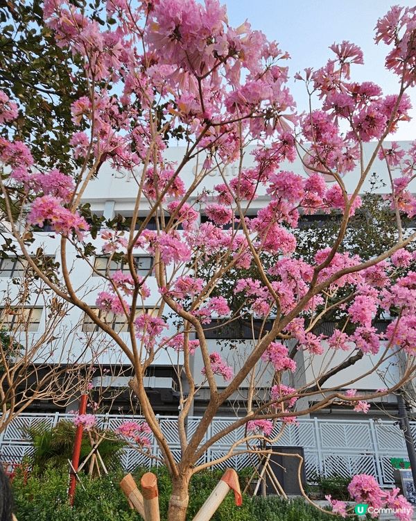 估唔到 西環都會有 新年嘅花雖然我唔係太清楚佢係乜嘢嘅花但係...