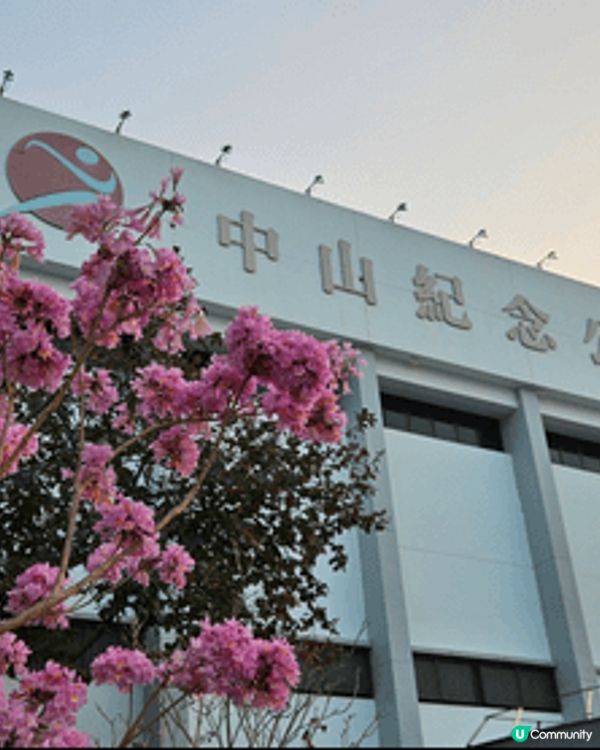 估唔到 西環都會有 新年嘅花雖然我唔係太清楚佢係乜嘢嘅花但係...