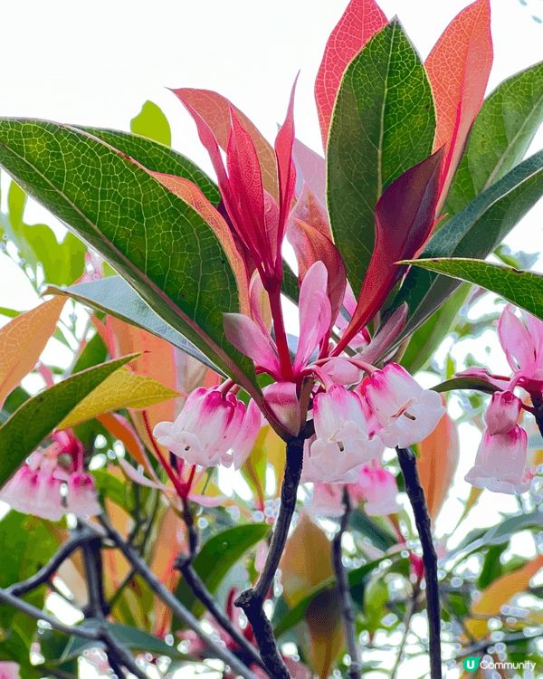 新年最中意做的其中一件事就係周圍去賞花🌺一年之始，春意盎然，...