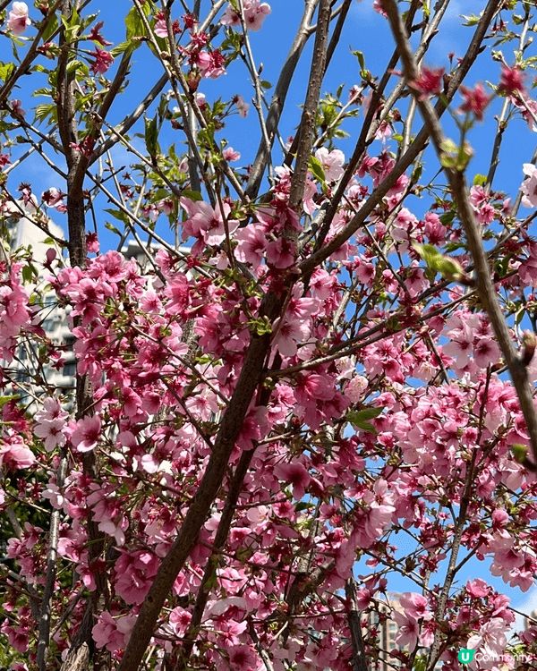 新年最中意做的其中一件事就係周圍去賞花🌺一年之始，春意盎然，...