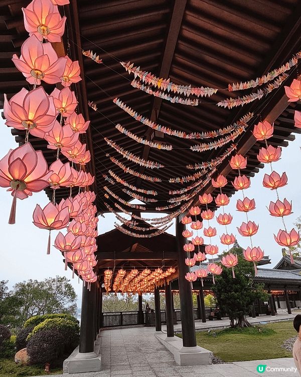 農曆新年大埔慈山寺增添咗唔少新年裝飾，另外寺內亦可賞桃花