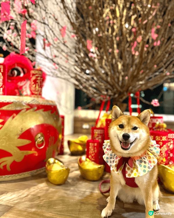 新年除左帶小狗去影相去玩，緊係仲要食返啲糕、賀年食品物，大家...