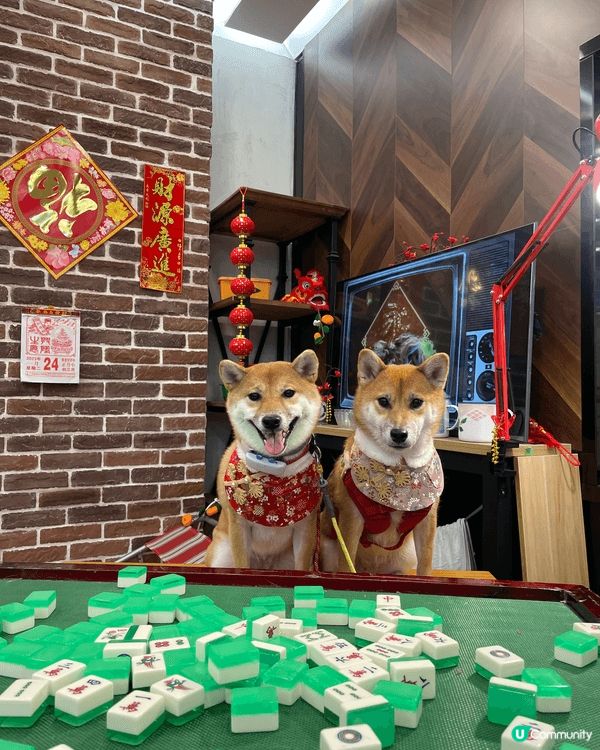 新年除左帶小狗去影相去玩，緊係仲要食返啲糕、賀年食品物，大家...
