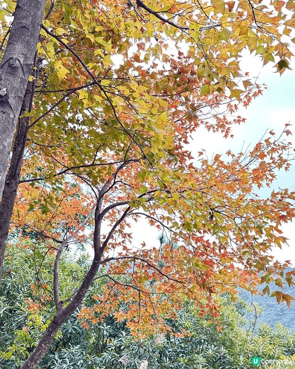 在深圳食啫啫菜，有啫啫蜆，啫啫椰菜花好好味！