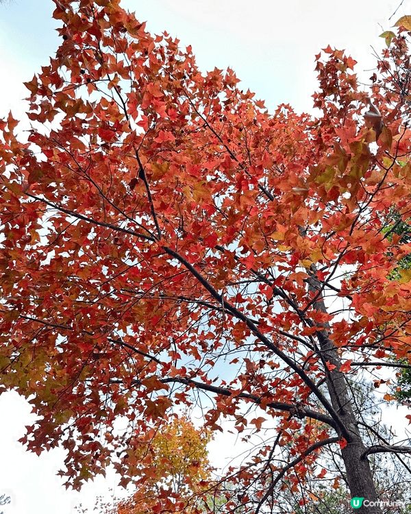 在深圳食啫啫菜，有啫啫蜆，啫啫椰菜花好好味！
